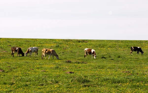 Коровы пасутся на зеленом летнем лугу — стоковое фото