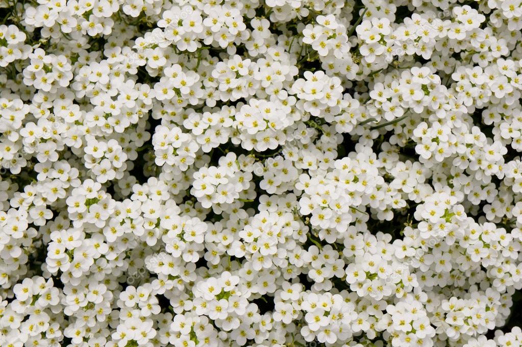 Schöne weiße Blumen blühen in einem Garten