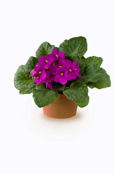 Violet in a brown pot isolated on a white background — Stock Photo, Image