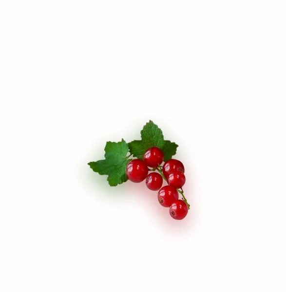 Red Currant close up isolated on white — Stock Photo, Image