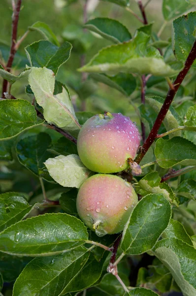 Meyve bahçesi. Elma ağaçlarının. Büyüyen organik elma — Stok fotoğraf