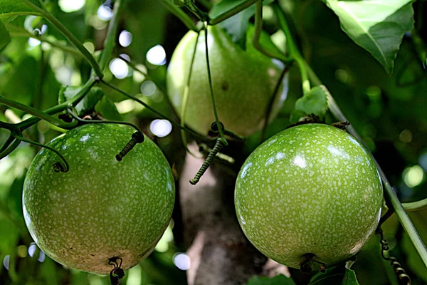 Passion Fruit Very Nutritious Delicious Juice — Foto de Stock