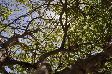 Milenyum ağacı, Bali 'nin batısında bir yaz sabahı yapraklarından geçen güneş ışınlarını alır.