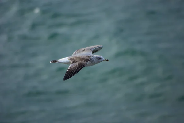 Möwe Fliegt Einem Sonnigen Tag Über Dem Meer — Stockfoto