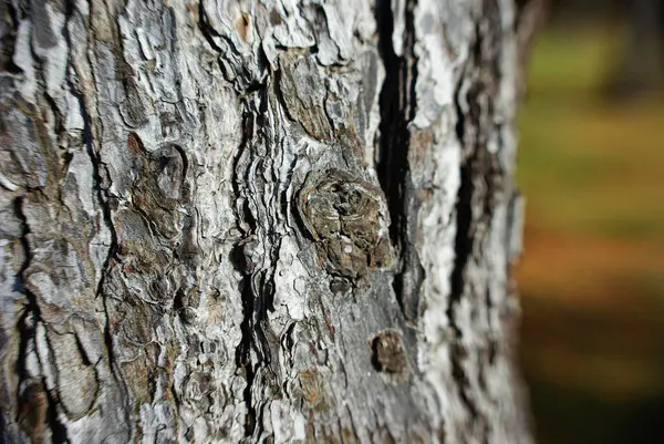 Detailní Záběr Kmene Stromu — Stock fotografie