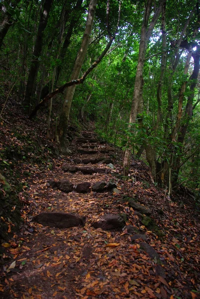 Caminho Para Topo Entre Uma Floresta Exuberante Desconexão — Fotografia de Stock