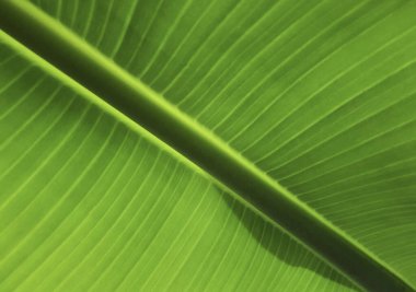 Muz ağacının yeşil yaprağına yakın çekim.