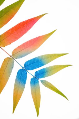 Beyaz arkaplanda çok renkli yapraklar var. Düz Yat. Canlı, kalın renkler. Sanat kavramı. Asgari sürrealizm geçmişi. Küçük bir alan derinliği. Renkli geçiş.