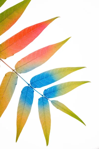 Beyaz arkaplanda çok renkli yapraklar var. Düz Yat. Canlı, kalın renkler. Sanat kavramı. Asgari sürrealizm geçmişi. Küçük bir alan derinliği. Renkli geçiş.