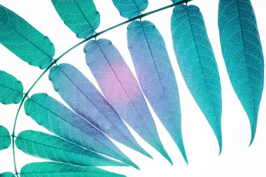 Beyaz arkaplanda çok renkli yapraklar var. Düz Yat. Asgari sürrealizm arka planı