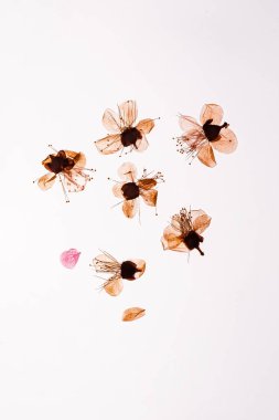 Beyaz arka planda izole edilmiş, ütülenmiş ve kurutulmuş şeffaf elma ağacı. Hatıra defterinde, çiçekçide ya da bitkisel hayatta kullanım için