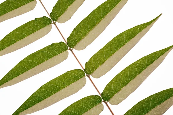 Multi colored textures leaves over white background. Flat Lay. Minimal surrealism background — Stock Photo, Image