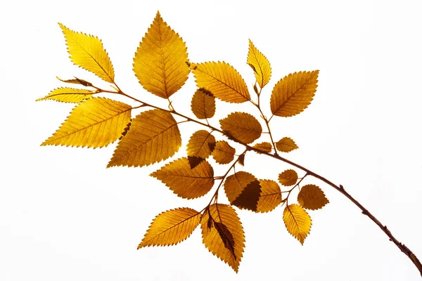 A dried sprig of tree for a herbarium. Golden branch — Stock Photo, Image