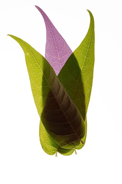 Multi Layered Translucent Green plant Leaves with a violet spot on white backgrounds — Stock Photo, Image