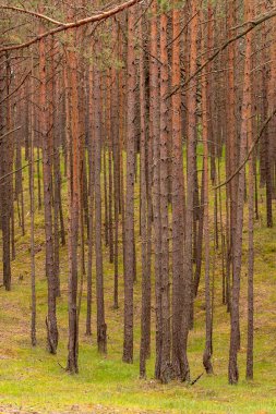 Yükselmiş orman zemininde parlak yeşil çimenleri ve yosunları olan genç çam ağaçları gibi dikey bir elf fotoğrafı.