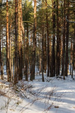 Tepeden karlı çam ağacı ormanına dikey görüş. Kışın Baltık Ormanı. Ragakapa, Letonya 'daki kozalaklı ormanda güneşli bir kış günü