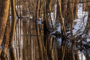 Karlar ve yapraksız ağaç gövdeleriyle çevrili donmuş derede kış günü değil. Hendekte kahverengi su, kışın ağaç gövdelerini yansıtır..