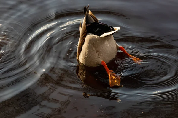 Single Mallard duck male diving in water. Mallard duck feeds in dark water. Mallard duck butt in dark circled water reflecting sun and duck.