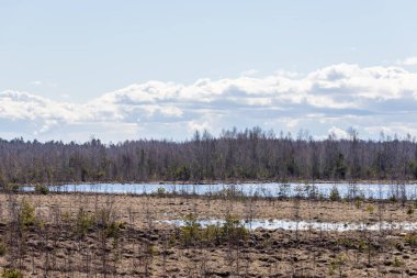 Mavi suyla sulu, ıslak, yumuşak, turba gibi bir bataklık. Bahar başında Letonya bataklığı. Güneşli bahar gününde ıslak bataklık. Sulak arazide beyaz kabarık bulutlar.