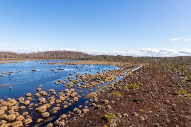 Bahar, vıcık vıcık, nemli tatlı su gölü Letonya turba bataklığında yosun ağıyla kaplanmış. Mavi su, bataklık bitkileri ve bataklık toprağıyla kaplı bir kuleden diğerine manzara