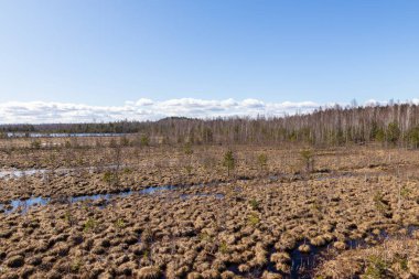 Letonya tatlı su turba bataklığında güneşli bir gün. Süngerimsi yosun ağından turba tarlasına ve baharın başında yapraksız huş ağaçlarına bakın..