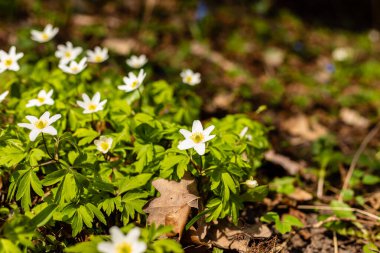Düşmüş meşe yaprakları arasında büyüyen ahşap şakayıklar. Kahverengi bulanık arka planda güzel beyaz bahar çiçekleri Anemone Nemorosa. Güneşli bir günde narin bahar çiçekleri.