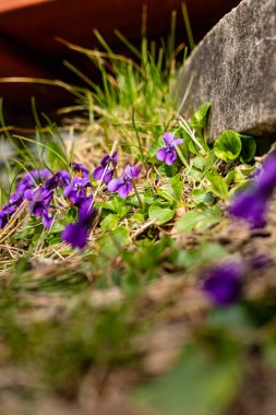 Beton basamağın yanında açan tatlı menekşelerin (viyola odorata) dikey fotoğrafı. Güneşli bahar gününde ahşap menekşeler. İngiliz menekşeleri bahçede çiçek açıyor. Shakespeare 'in çizgilerinin menekşesi..