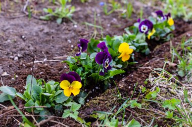 Bahçede çiçek açan mor, sarı ve beyaz hanım evlatları (viola x wittrockiana, Viola hybrida). Bahar başında hanım evlatları. Çiçek tarhında çiçek açan hanım evlatları. Yumuşak menekşe açılı görünüm.