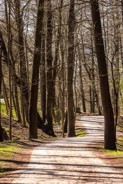 Vertical photo of curvy path way among trees at park during early spring. Grey trail full of fallen brown catkins between trees with young leaves leads by of three building panels in park and forest