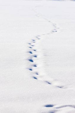 Gri sisli kış gününde tepede daha az elma ağacı bırakmanın dikey fotoğrafı. Arka planda daha çok ağaç, trafik işareti ve elektrik kutusu var.