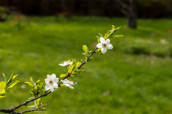 Parlak yeşil bahçe arka planında Myrobalan eriği dalı (Prunus cerasifera) çiçekleri. Güneşli bahar gününde beyaz kiraz eriği çiçek açıyor. Çiçek açan dalda örümcek ağı