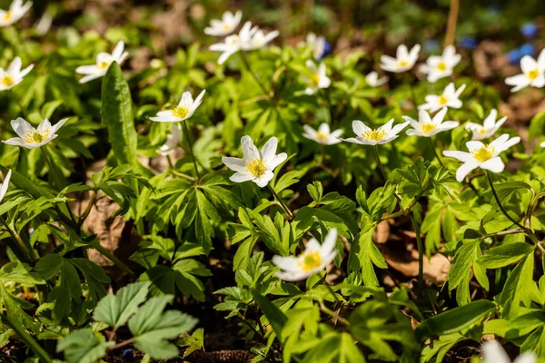 Arazide büyüyen ahşap şakayıklar. Güzel beyaz bahar çiçekleri Anemone Nemorosa. Güneşli bir günde narin bahar mevsimlik kır çiçekleri.
