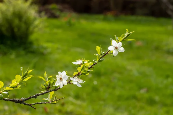 Beyaz kiraz çiçekleri parlak yeşil bahçe arka planında dallanır. Myrobalan eriği (Prunus cerasifera) güneşli bahar gününde çiçek açar. Örümcek ağlı beyaz çiçek dalı.