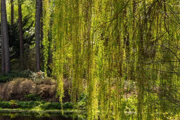 Huş ağacının dalları (Betula pendula) güneşli bahar gününde su ve orman bahçesinin önünde asılıdır. Ağlayan parlak yeşil huş dalları ahşap ve gölet arka planında.