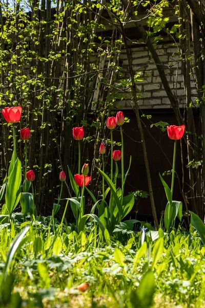 Vertical photo of red tulips front of nut tree, iron fence and brick building. Low angle view of red tulips blossoming in sunny spring day. Red tulips blooming at sun.