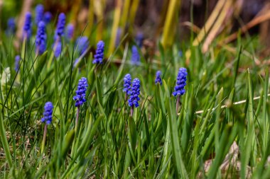 Mavi üzüm sümbülü (Muscari) yeşil çimlerde çiçek açıyor. Baharın başında küçük sümbül çiçekleri. Çimlerin içinde filizlenen üzüm sümbüllerinin olduğu vahşi görünüşlü bahçe..