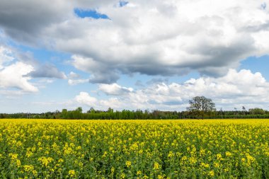 Letonya kırsalında bulutlu bir günde, ufukta bir ağaç, orman ve av kulesi olan parlak sarı yağ tohumlu tecavüz bitkileri tarlası. İlkbaharda açan kolza tohumu (Brassica napus) tarlası.  