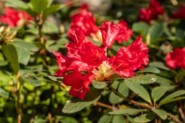 Kan kırmızısı rhododendron, güneşli bir bahar gününde çiçek açıyor. Kırmızı rhododendron çiçekleri. Çarpıcı kırmızı rhododendron 'un yakın plan fotoğrafı. 