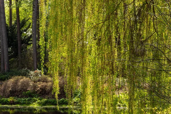 Parlak yeşil huş ağacı dalları güneşli bahar gününde su ve orman bahçesinin önünde asılıdır. Ormanda ve gölde huş ağacının dalları (Betula pendula).