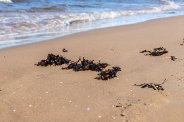 Letonya, Jurmala 'daki Ragakapa Sahili' nde deniz çimi. Sarı kumlu sahildeki yosun. Güneşli bir günde mavi Baltık deniz dalgalarının kıyıya ulaştığı yer..