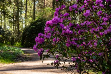 Pembe rhododendron çam ağacı ormanına giden yolun sağ tarafında çiçek açıyor. Bahar sabahının erken saatlerinde pembe çalı çalısı.. 