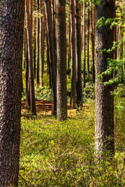 Güneşli bir günde çam ağacı gövdeleri ve yabanmersini çalılarının dikey fotoğrafı. Güneş, yeşil çalıların yetiştiği orman tabanında parlıyor. Turuncu kırmızı zeminde çam ağaçlarının altında.
