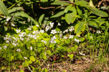 Bir grup beyaz odun tarla kuşu (Oxalis asetosella) gün ışığında çiçek açmaktadır. Orman zemininde, rhododendronların yanında yenilebilir kremalı oksaliler çiçek açar. Beş yapraklı ağaçtan kuş çiçekleri açıyor.. 