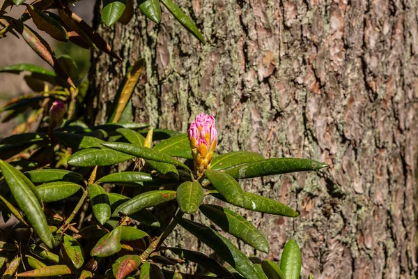 Bright Pink Unopened Rhododendron Flower Pink Rhododendron Flower Buds Prepare — Stock Photo, Image