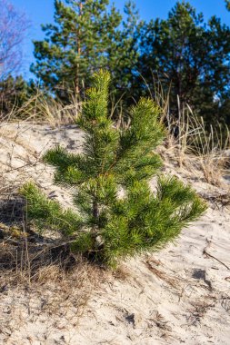 Kumsalda kumda büyüyen küçük bir çam ağacı. Güneşli bir günde beyaz kum tepesinde bebek çam ağacının dikey fotoğrafı. Genç ve yeşil çam ağacı kumlu sahilde.