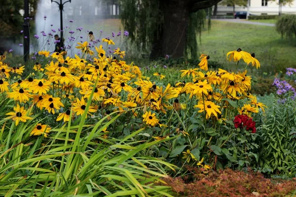 Sonbaharın sonlarında portakal kabuğu çiçek açar. Daimi koni çiçeği (Rudbeckia fulgida) Gri sonbahar gününde açan çiçekler.