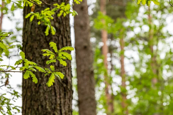 Güneşli bahar gününde, çam ağacı gövdesinde genç meşe yaprakları. Yeşil meşe yaprakları dalları kahverengi ağaç gövdesinde yetişiyor, sağ tarafta negatif boşluk var.