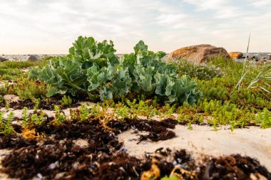 Deniz lahanasının (Crambe Maritime) Hiiumaa kıyılarında yetişen düşük açılı fotoğrafı. Yeşil seakale bitkisi gün batımında kayalık denizin yanında yetişir. Yenilebilir halofizik çiçekli bitkiler sahilde tıkış tıkış..