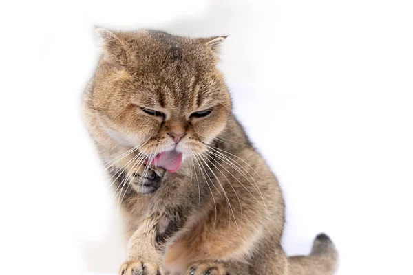 Scottish fold golden cat got sick with lichen licks her face 스톡 이미지