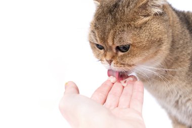 Yeşil gözlü tüylü İskoç kedisi sahibinin elini beyaz arka planda yalıyor.